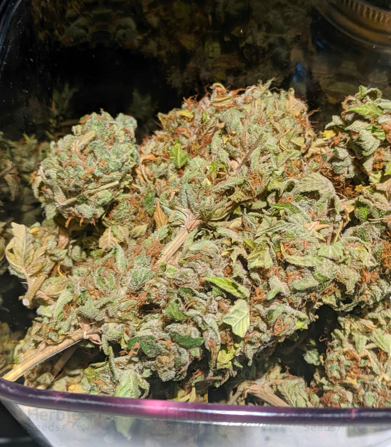 Blue-Gelato-41-cannabis-seeds__sCKF556BmdyKWzO9