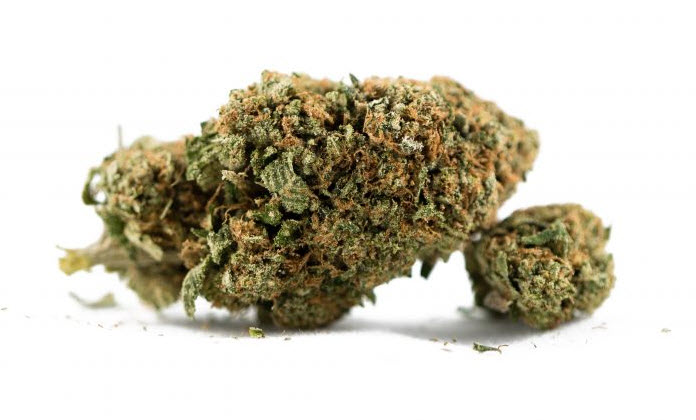 Master-Kush-Cannabis-Strain-1-1