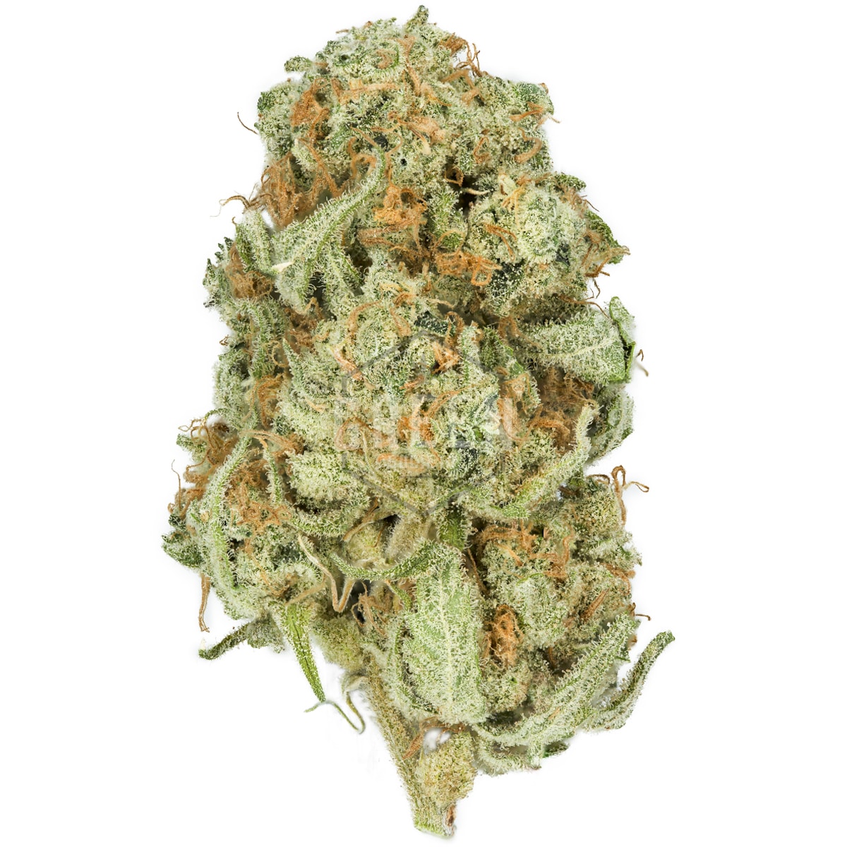 Sour-Scout-Strain