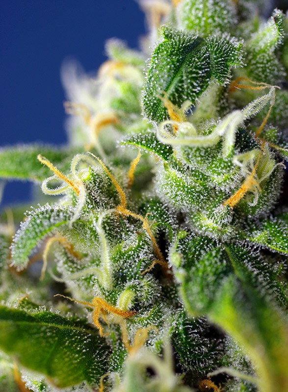 honey-peach-auto-cbd-1